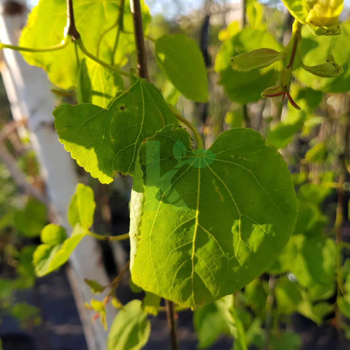 Cercidiphyllum japonicum `Pendulum` (Grujecznik japoński)