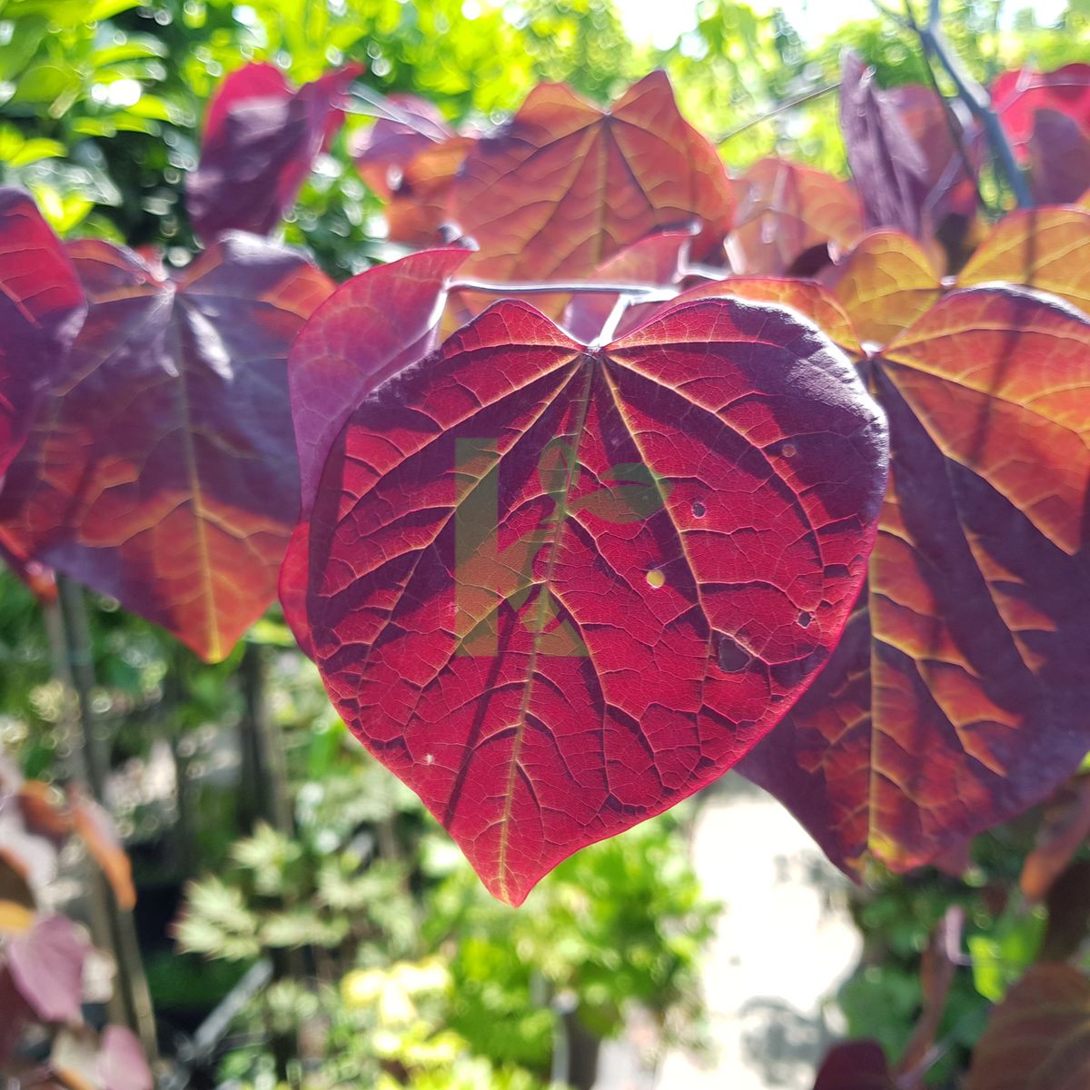 Cercis canadensis `Forest Pansy` (Judaszowiec kanadyjski)