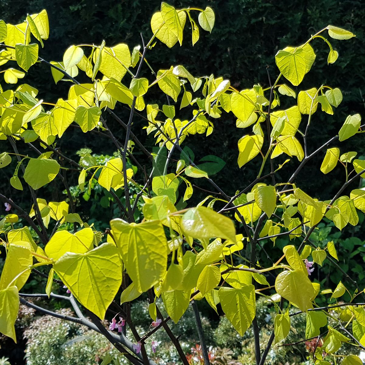 Cercis canadensis `Hearts of Gold` (Judaszowiec kanadyjski)