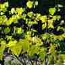 Cercis canadensis `Hearts of Gold` (Judaszowiec kanadyjski)