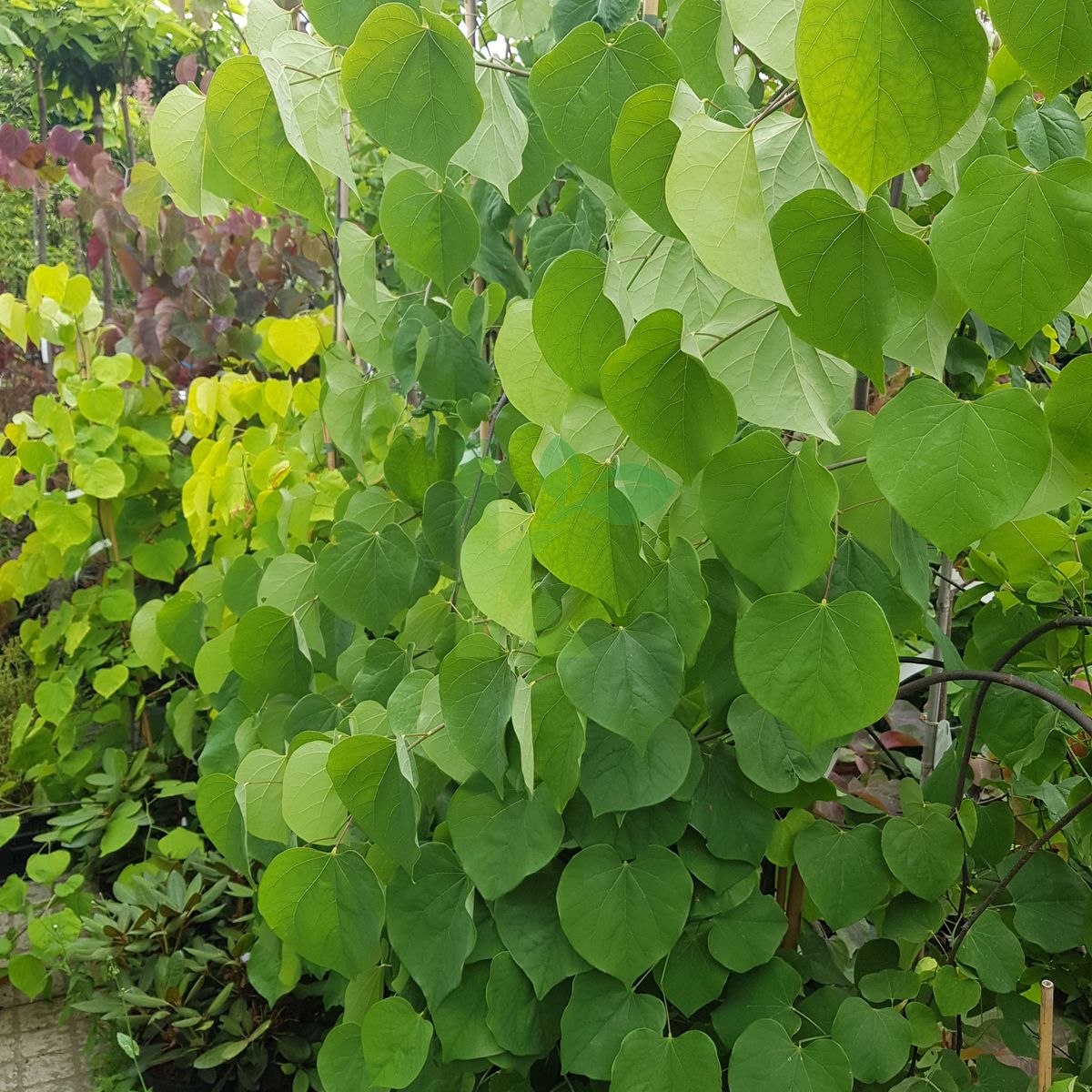 Cercis canadensis `Lavender Twist` (Judaszowiec kanadyjski)