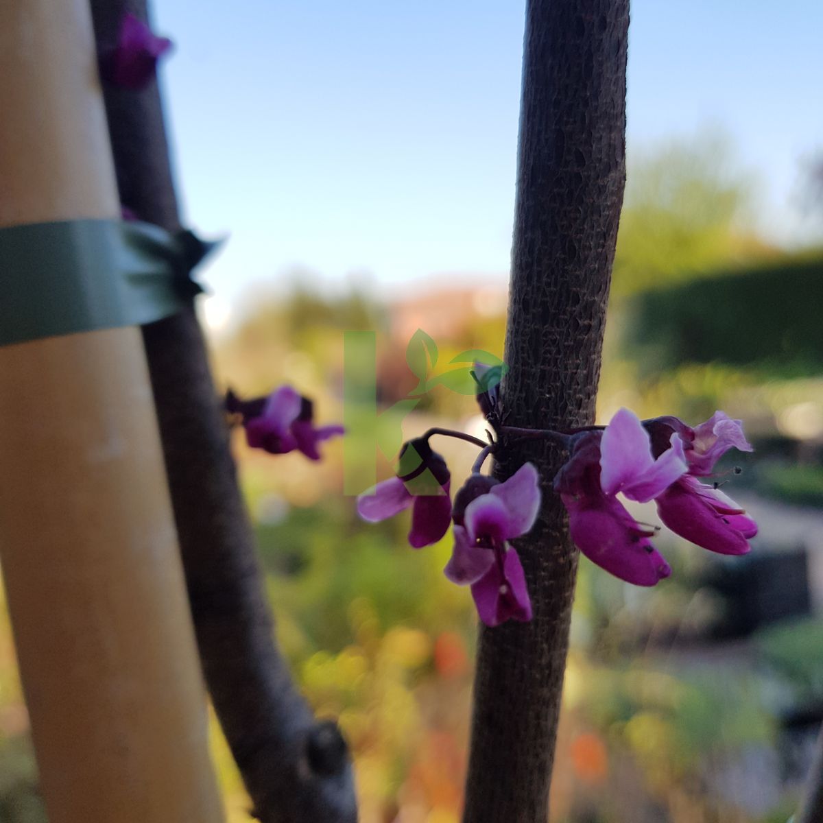 Cercis canadensis `Merlot` (Judaszowiec kanadyjsk)