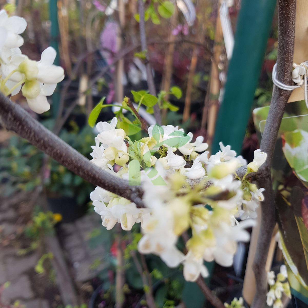 Cercis canadensis `Oklahoma` (Judaszowiec kanadyjski)