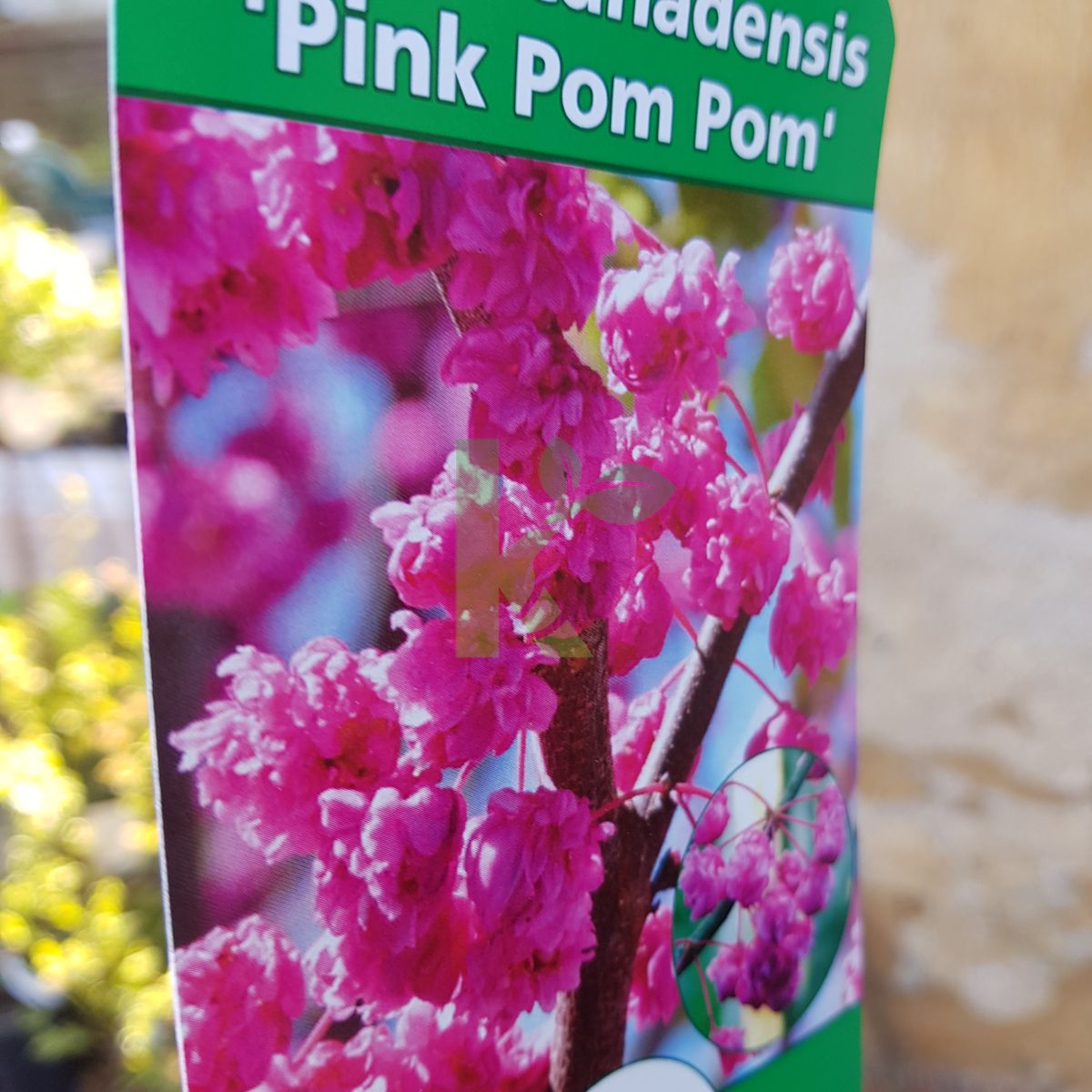 Cercis canadensis `Pink Pom Pom` (Judaszowiec kanadyjski)