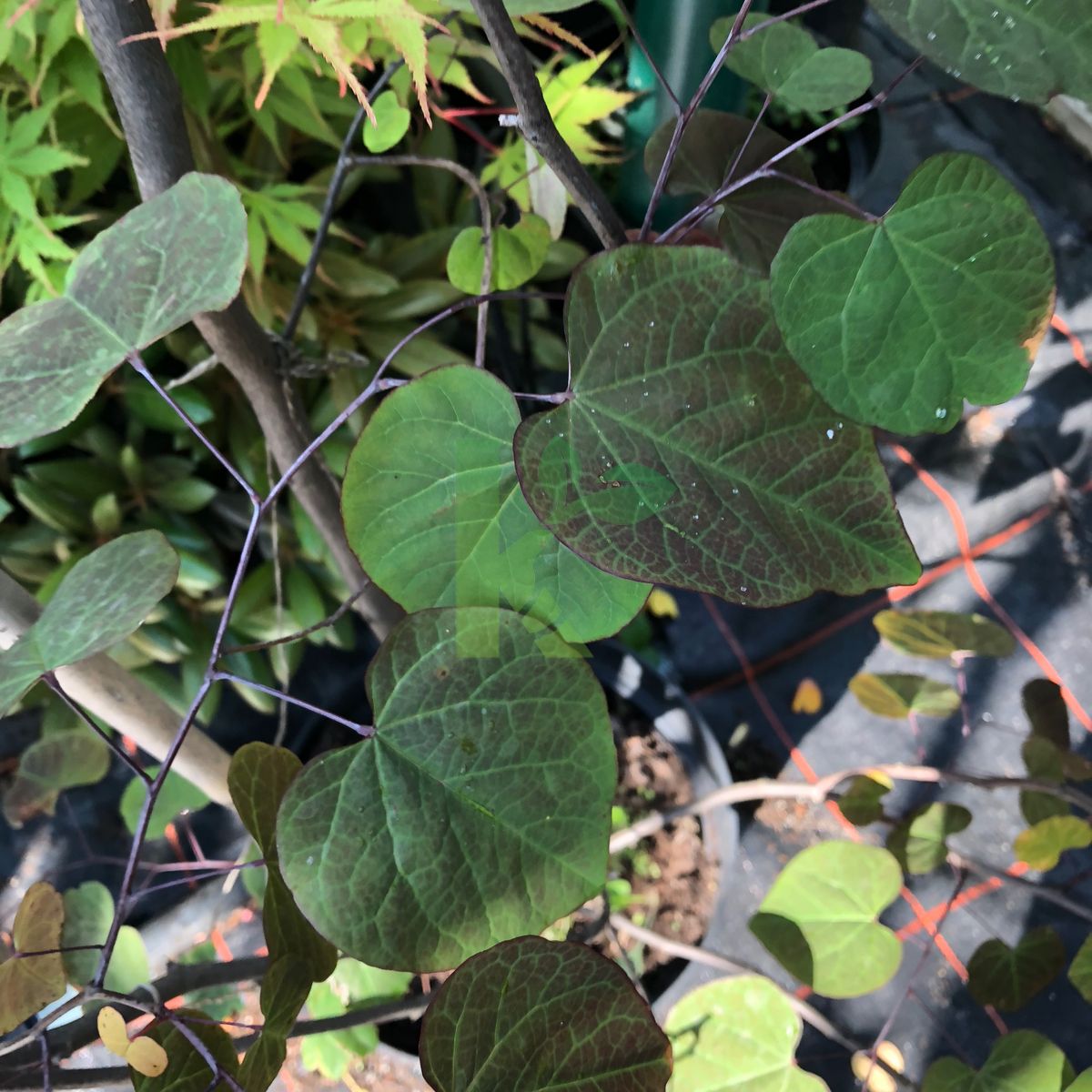 Cercis canadensis `Red Force` (Judaszowiec kanadyjski)