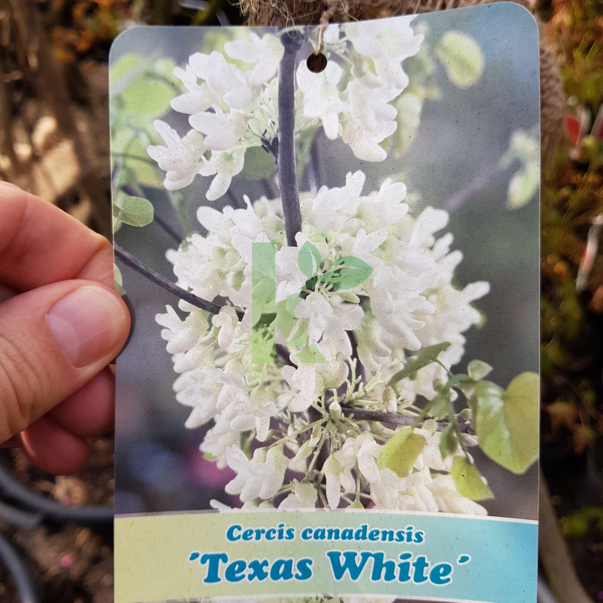 Cercis canadensis `Texas White` (Judaszowiec kanadyjski)