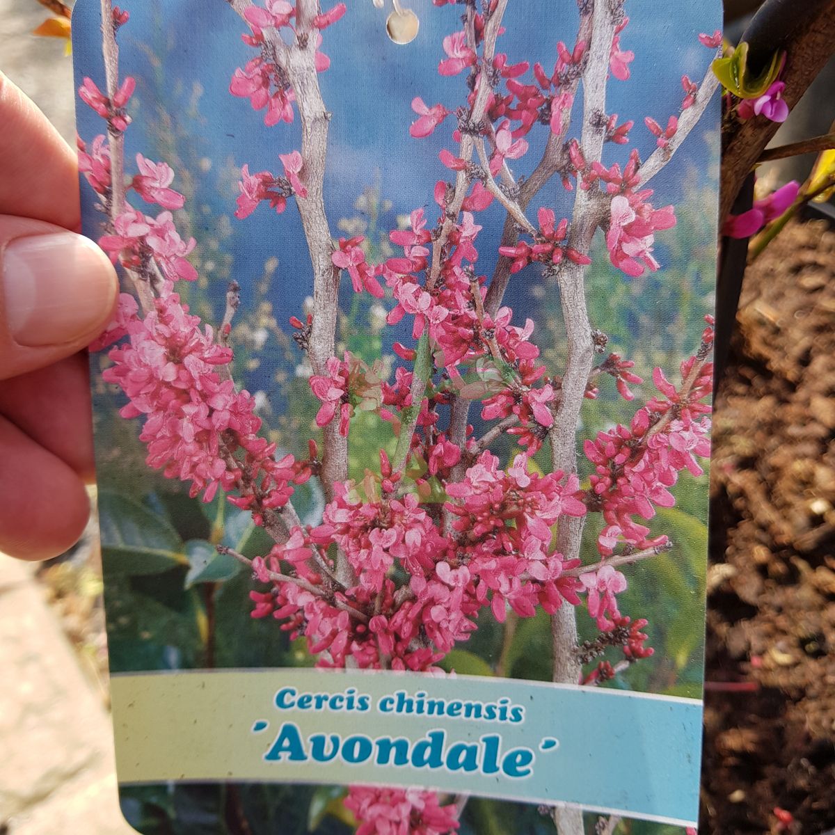 Cercis chinensis `Avondale` (Judaszowiec chiński)