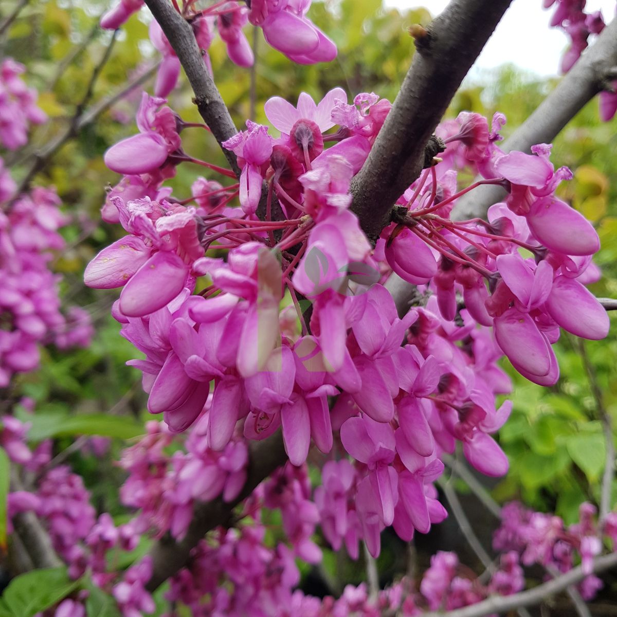 Cercis siliquastrum (Judaszowiec południowy)