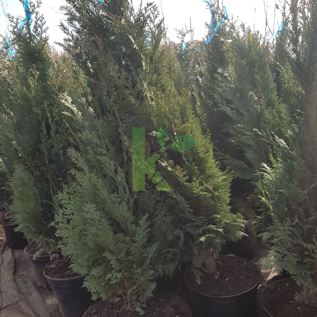 Chamaecyparis lawsoniana `Columnaris` (Cyprysik Lawsona)