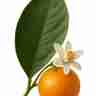 Citrus reticulata (Mandarynka)