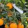 Citrus sinensis (Pomarańcza chińska)