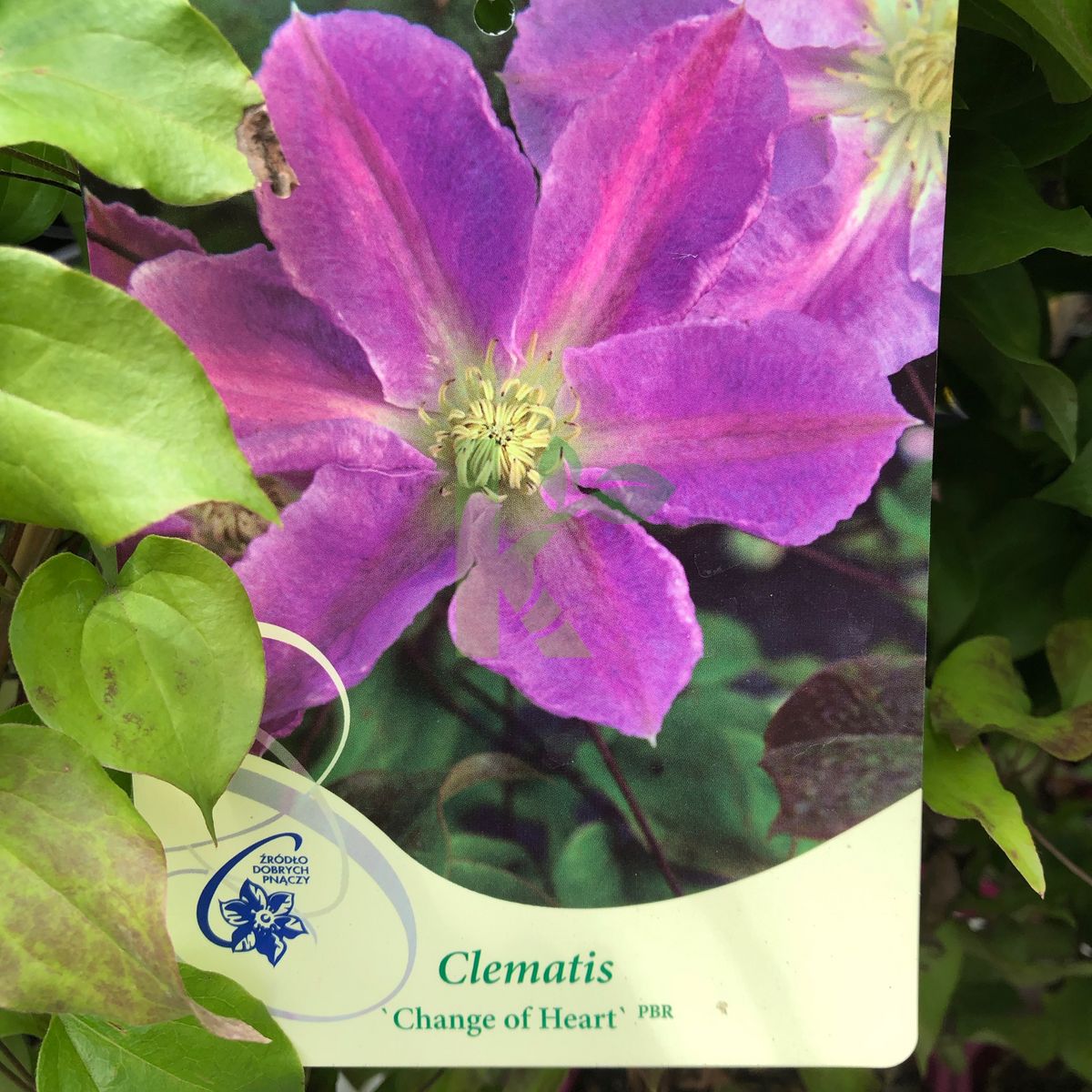 Clematis `Change of Heart` (Powojnik)