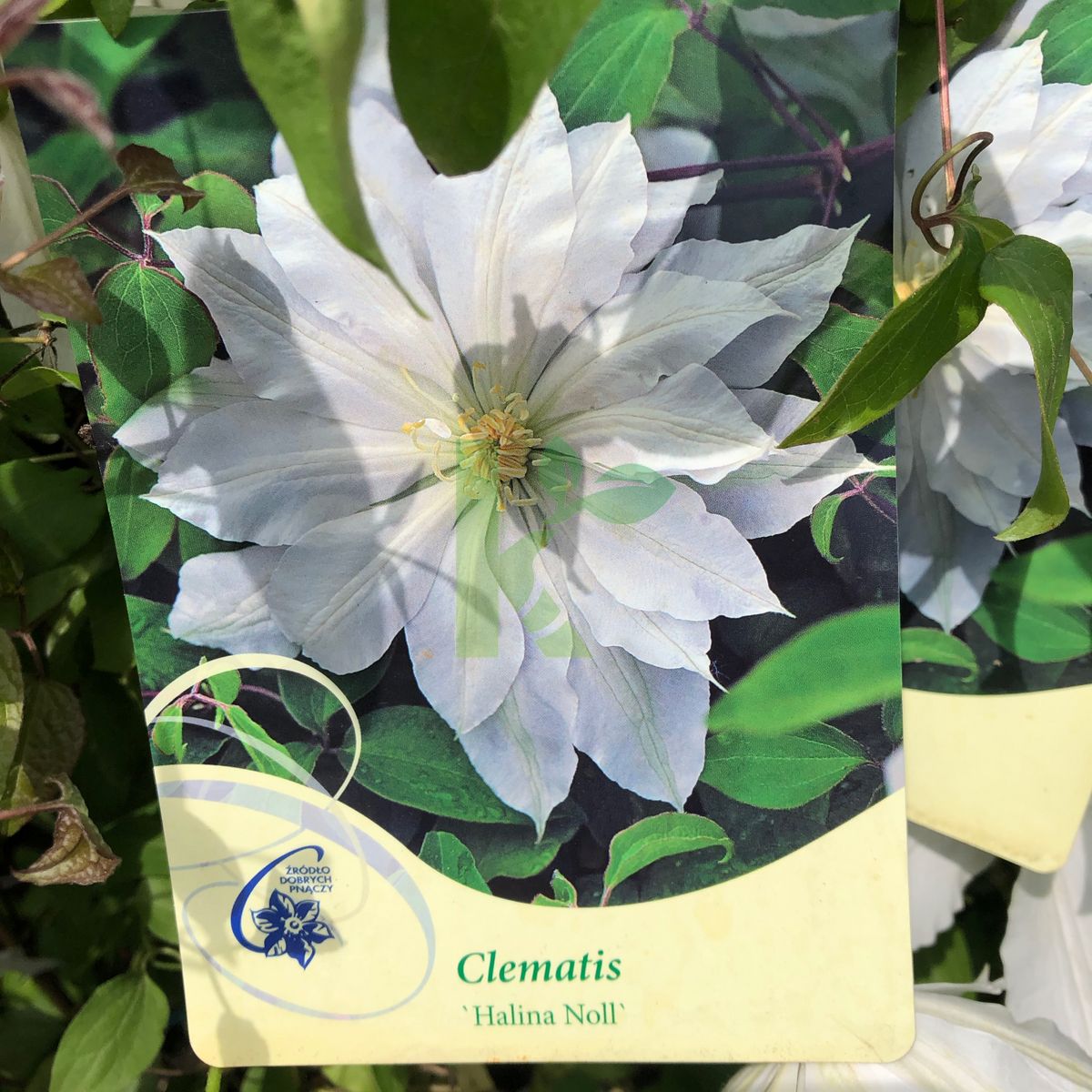 Clematis `Halina Noll` (Powojnik)