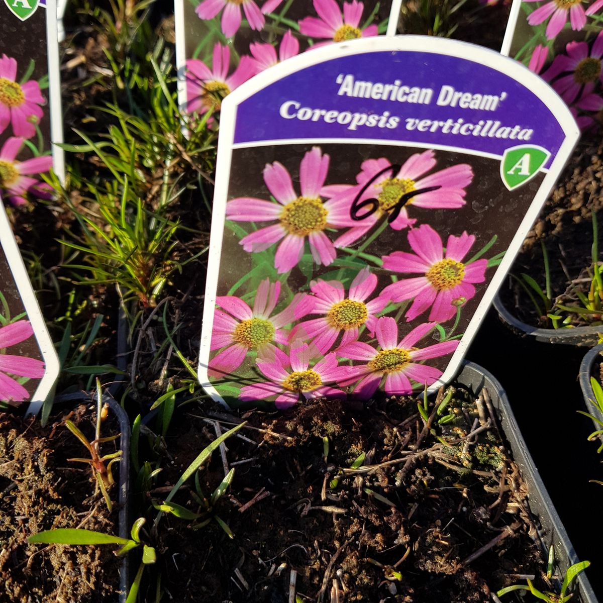 Coreopsis rosea `American Dream` (Nachyłek różowy)