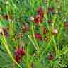 Coreopsis verticillata `Limerock Ruby` (Nachyłek okółkowy)