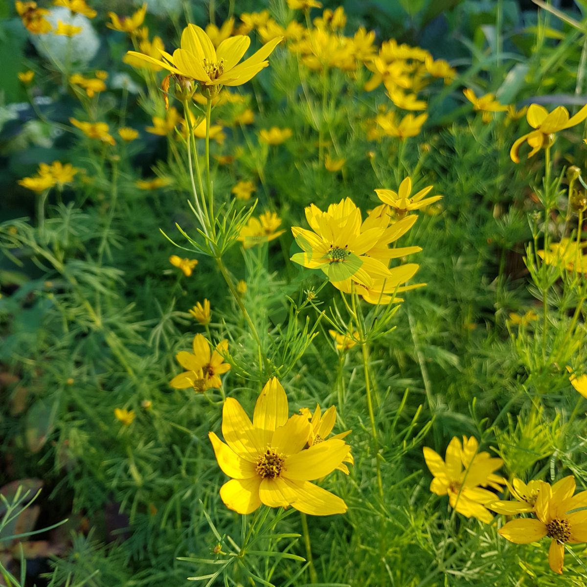 Coreopsis verticillata `Zagreb` (Nachyłek okółkowy)