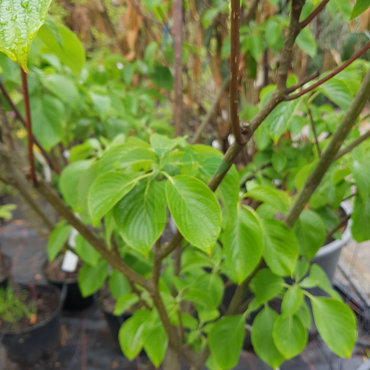 Cornus controversa `Pagoda` (Dereń pagodowy)