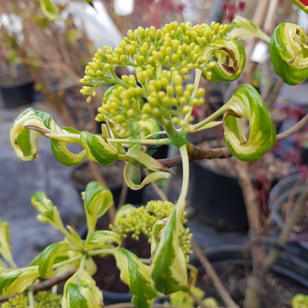 Cornus controversa `Variegata` (Dereń pagodowy)