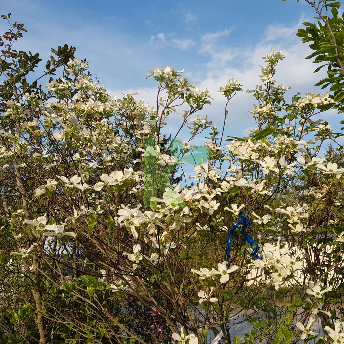 Cornus florida (Dereń kwiecisty)