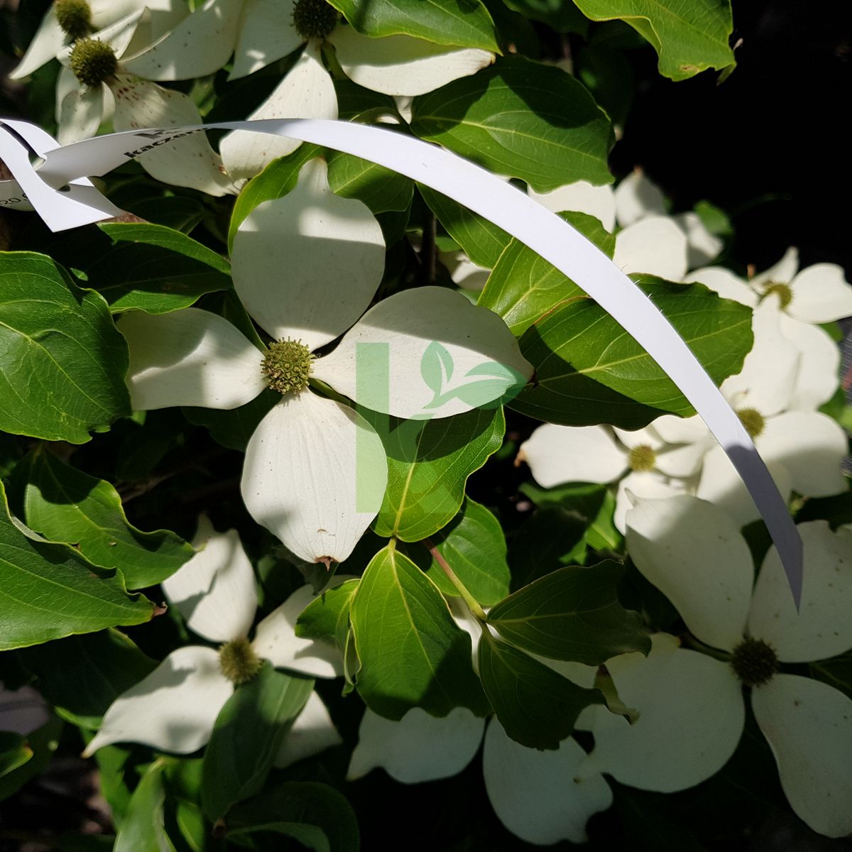 Cornus kousa `China Girl` (Dereń kousa)