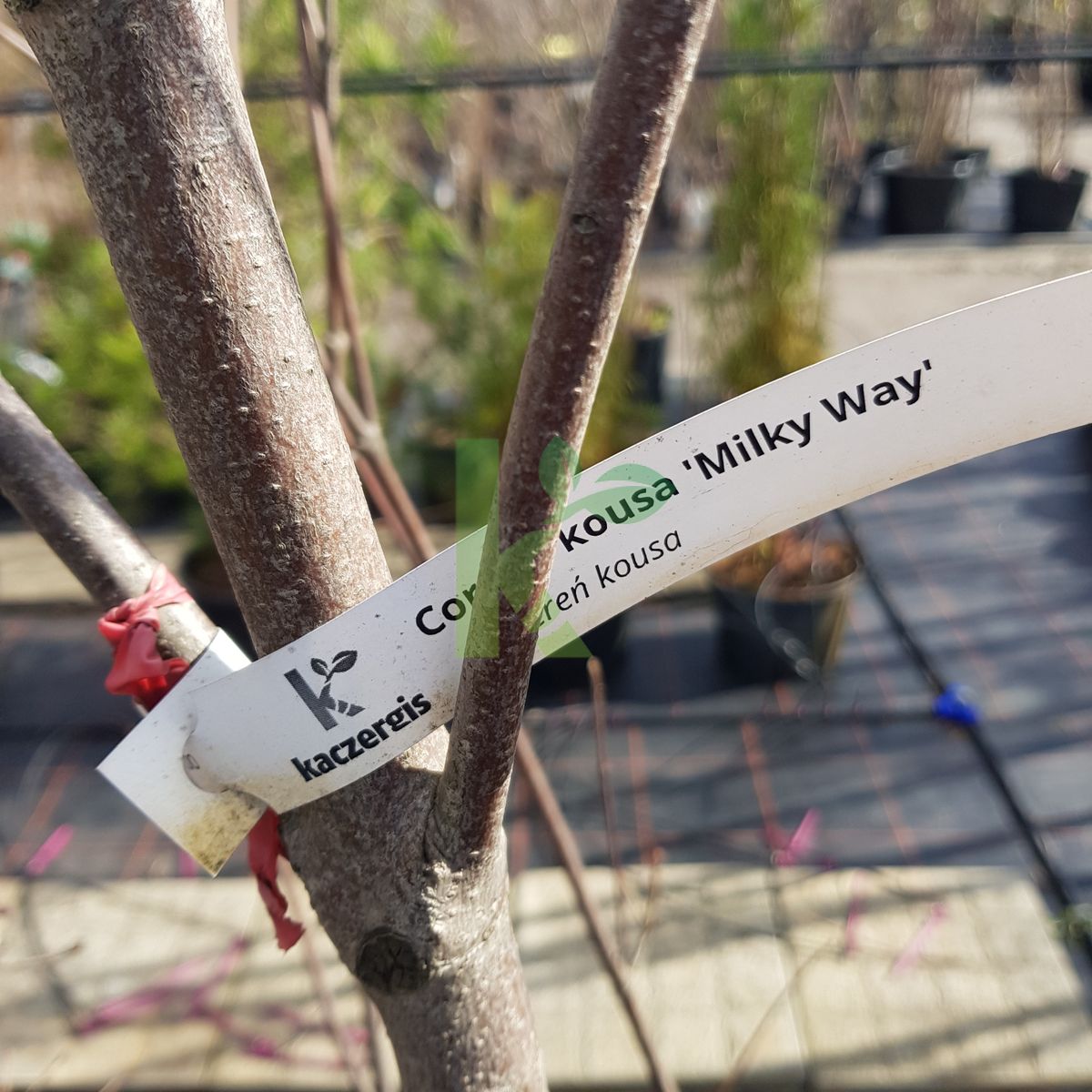 Cornus kousa `Milky Way` (Dereń kousa)