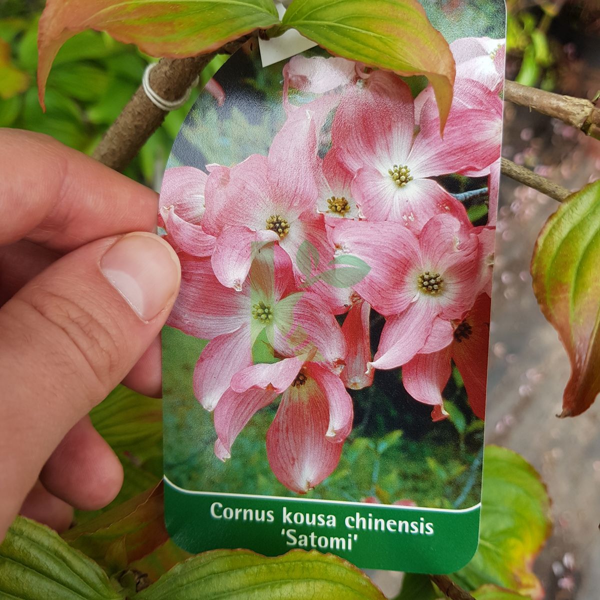 Cornus kousa `Satomi` (Dereń kousa)