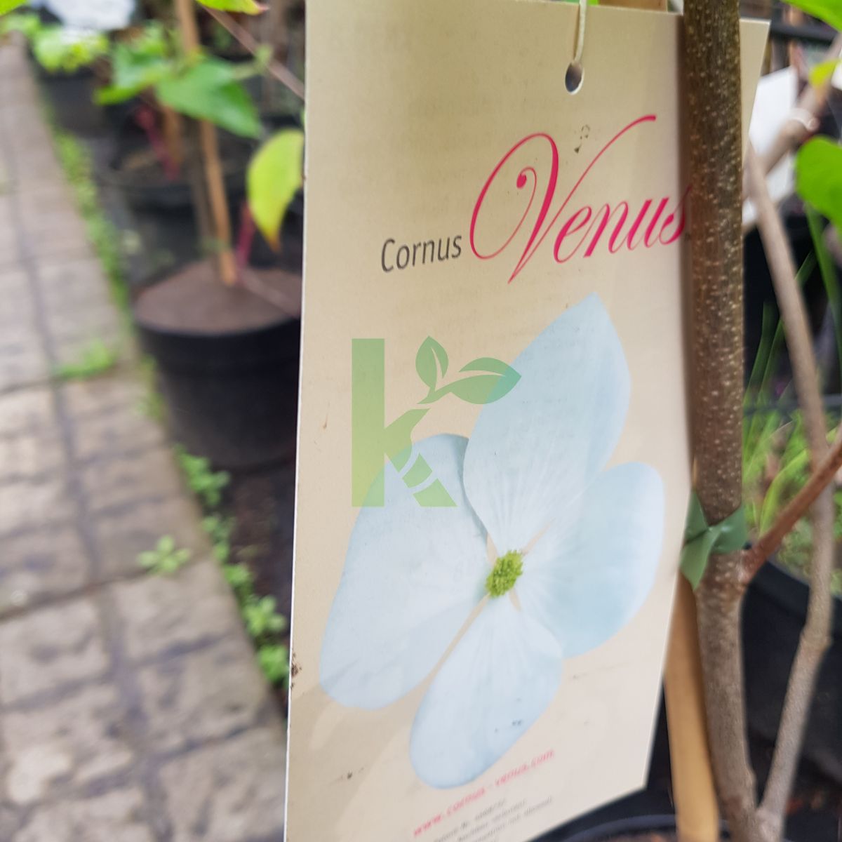 Cornus kousa `Venus` (Dereń kousa)