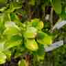 Cornus kousa `Wieting's Select` (Dereń kousa)