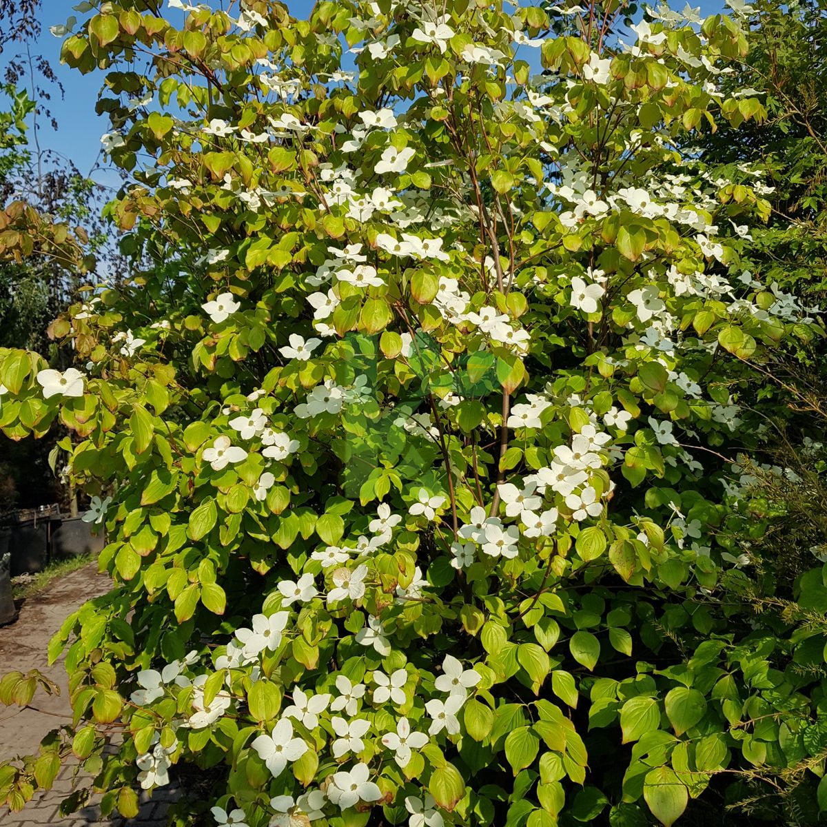 Cornus kousa var. chinensis (Dereń kousa odm. chińska)