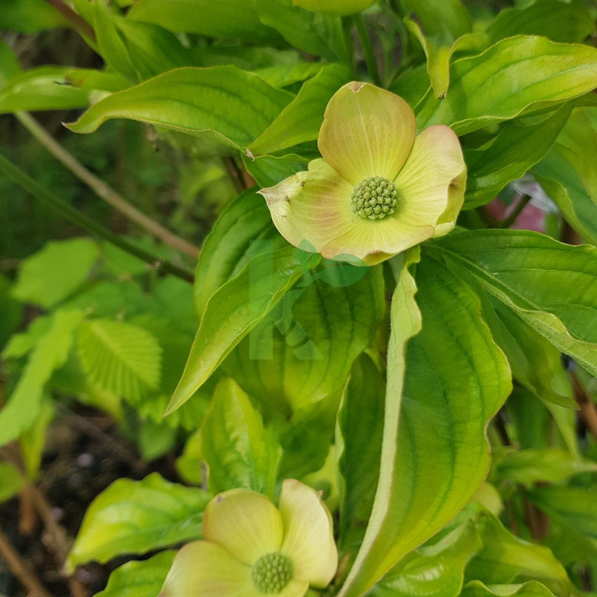 Cornus kousa x florida `Stellar Pink` (Dereń kousa)