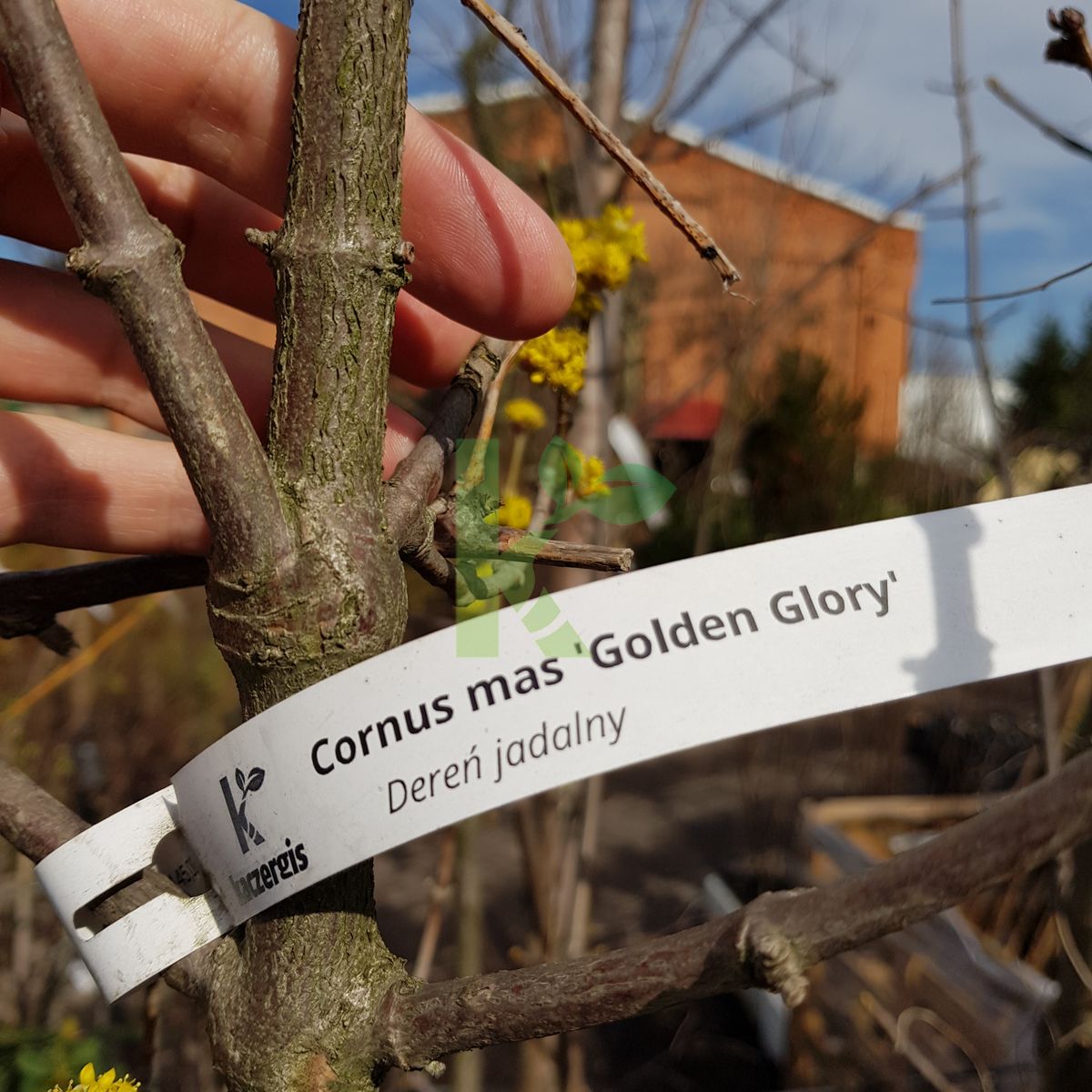 Cornus mas `Golden Glory` (Dereń jadalny)