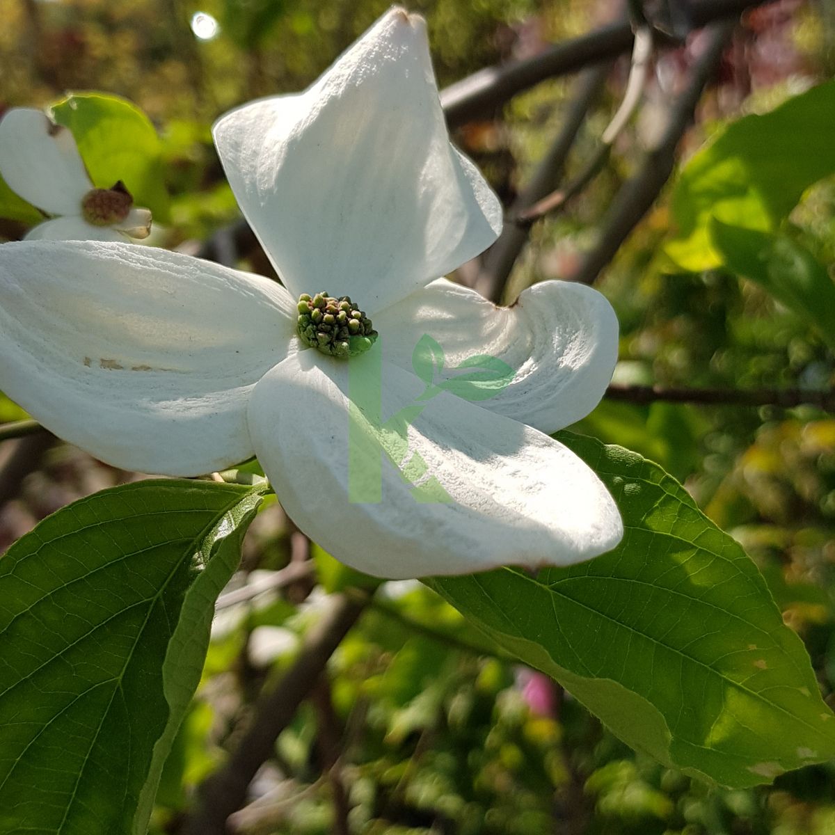 Cornus nuttallii (Dereń nuttalla)