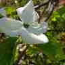 Cornus nuttallii (Dereń nuttalla)