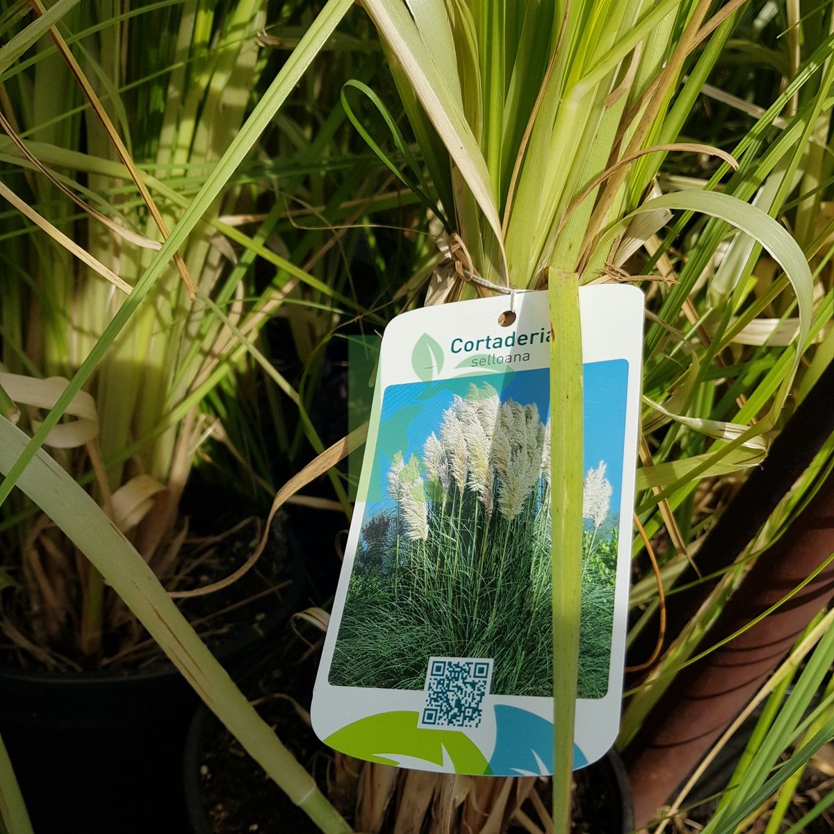 Cortaderia selloana (Kortaderia pampasowa)