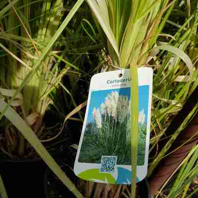 Cortaderia selloana (Kortaderia pampasowa)