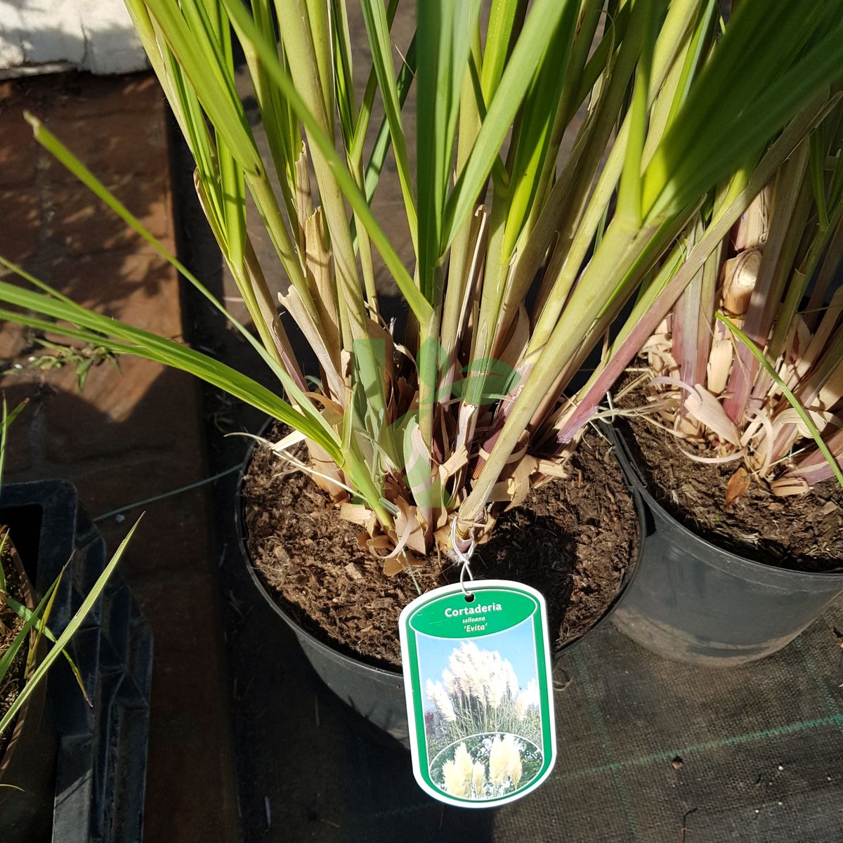 Cortaderia selloana `Evita` (Kortaderia pampasowa)