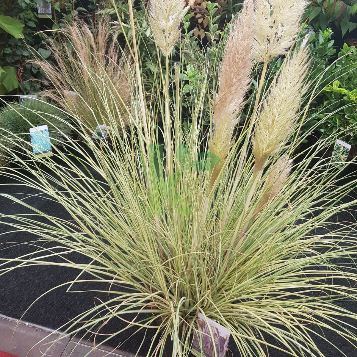 Cortaderia selloana `Golden Goblin` (Kortaderia pampasowa)