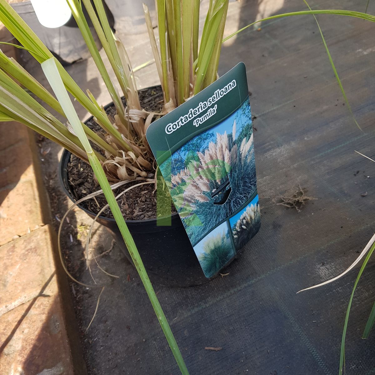 Cortaderia selloana `Pumila` (Kortaderia pampasowa)