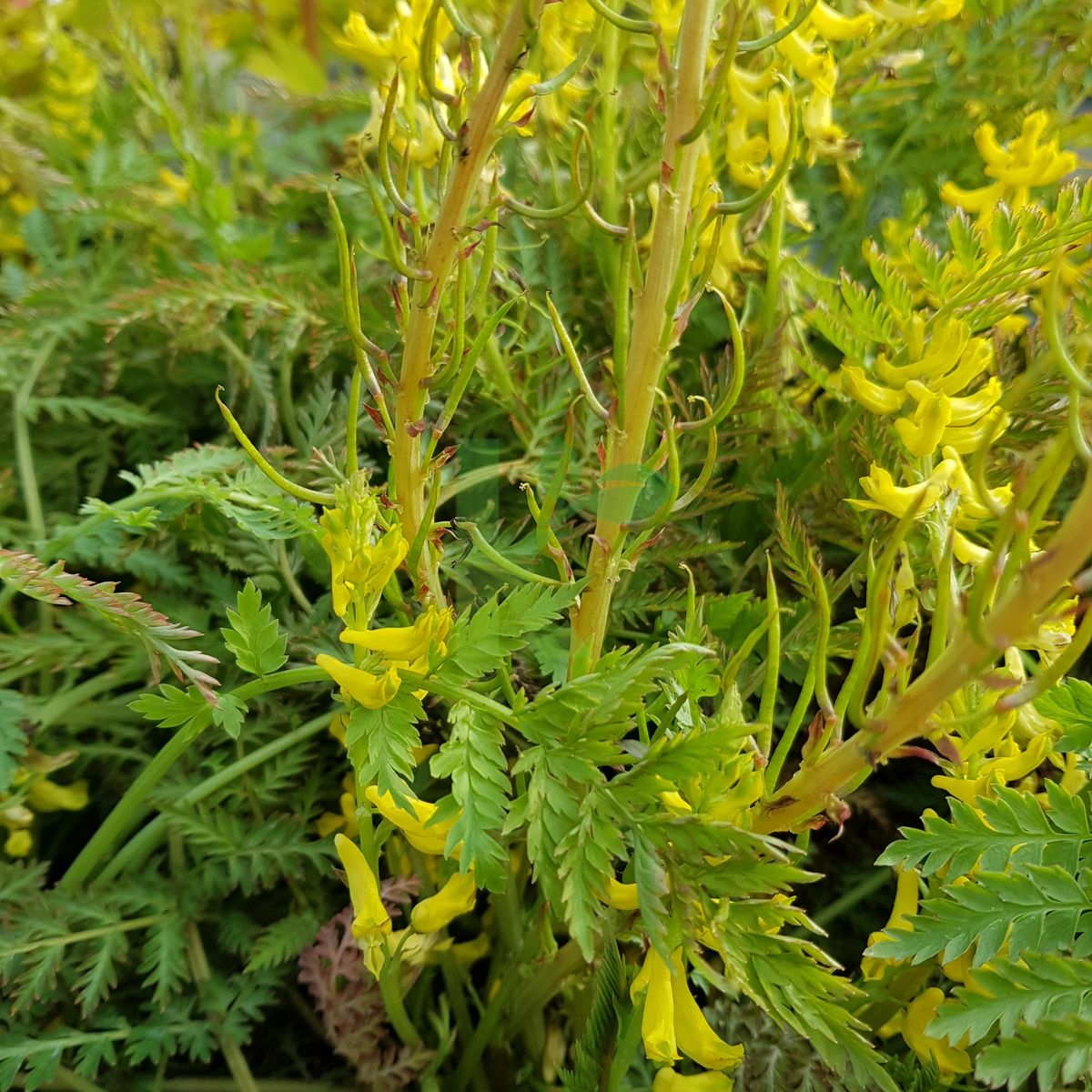 Corydalis cheilanthifolia `Pinyin` (Kokorycz paprociolistna)