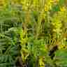Corydalis cheilanthifolia `Pinyin` (Kokorycz paprociolistna)