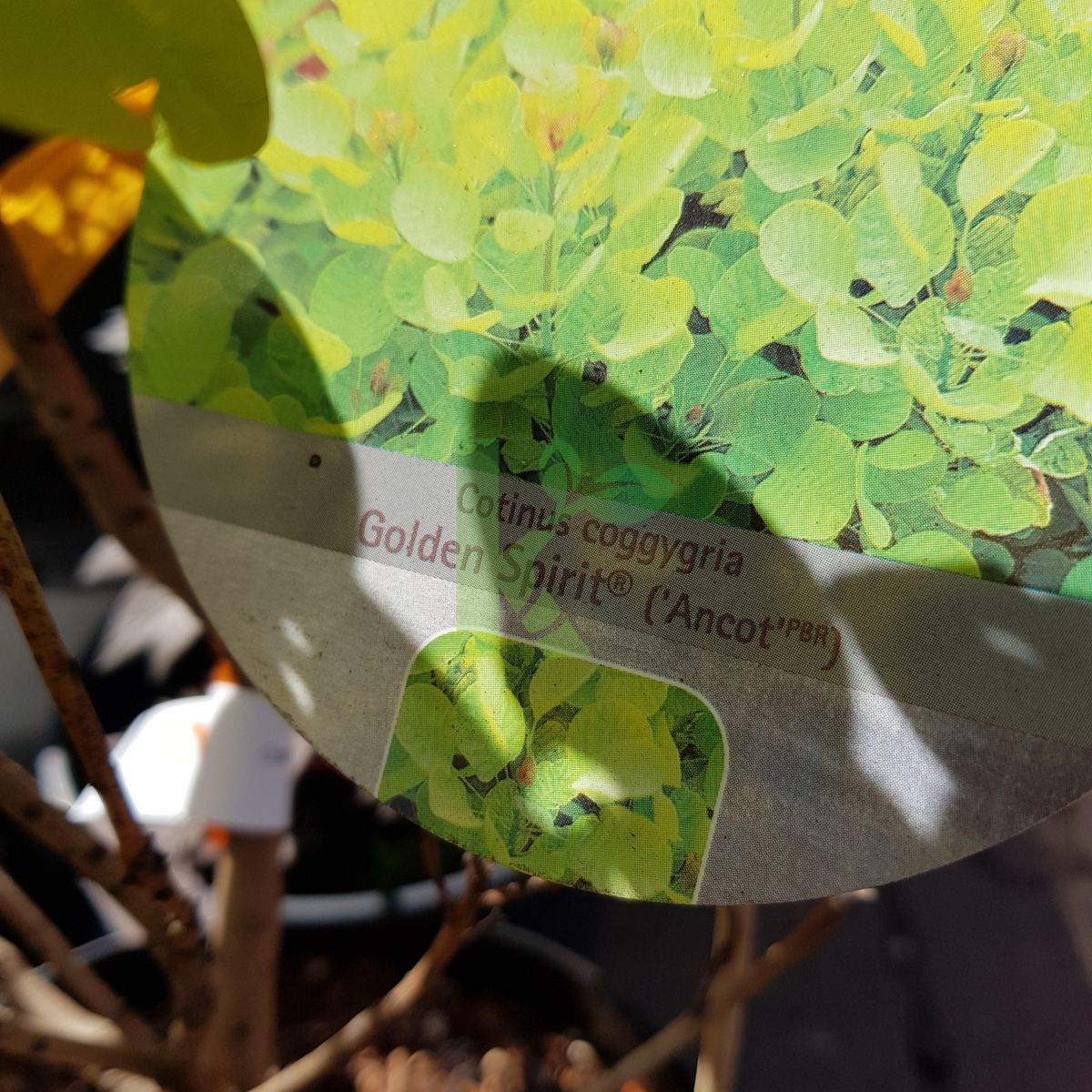 Cotinus coggygria `Golden Spirit` (Perukowiec podolski)