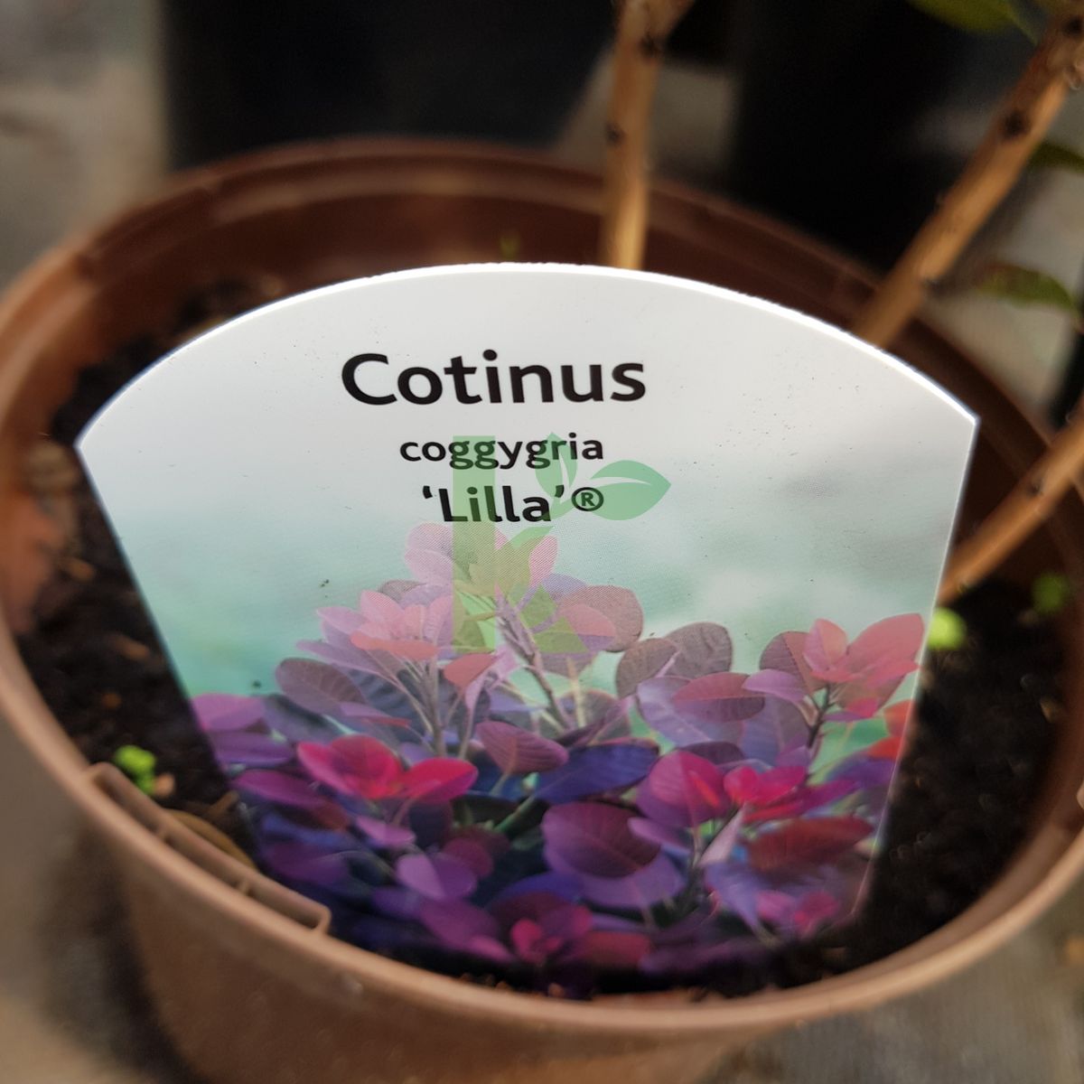 Cotinus coggygria `Lilla` (Perukowiec podolski)