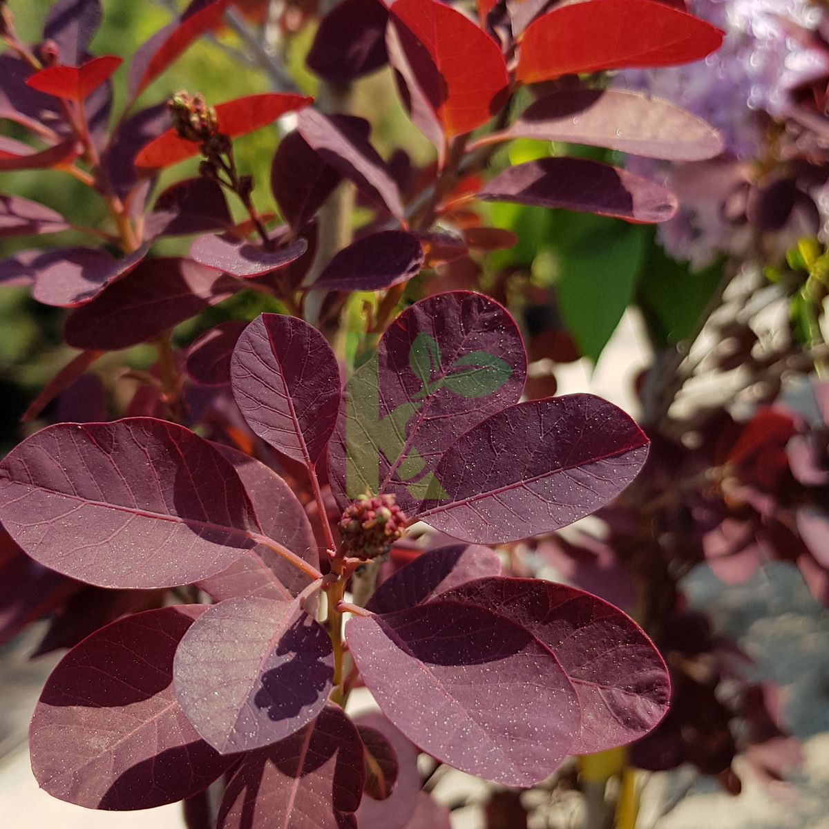 Cotinus coggygria `Royal Purple` (Perukowiec podolski)