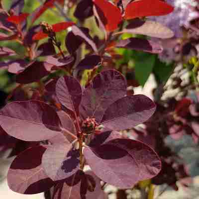 Cotinus coggygria `Royal Purple` (Perukowiec podolski)