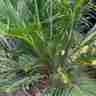 Cycas revoluta (Sagowiec odwinięty)