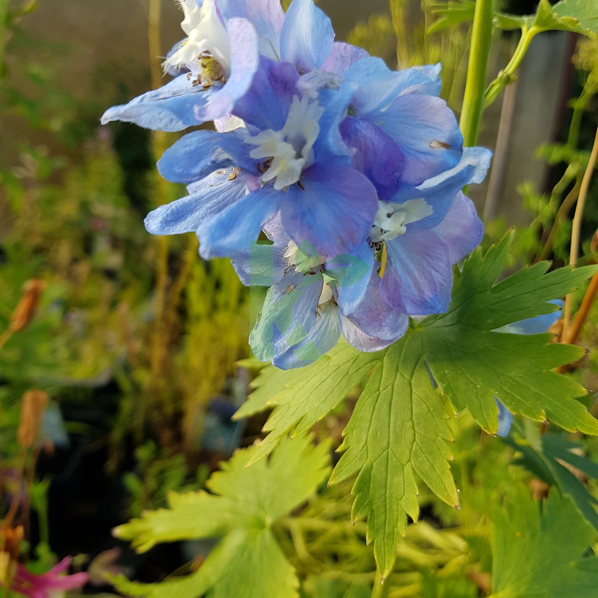 Delphinium `Summer Skies` (Ostróżka)