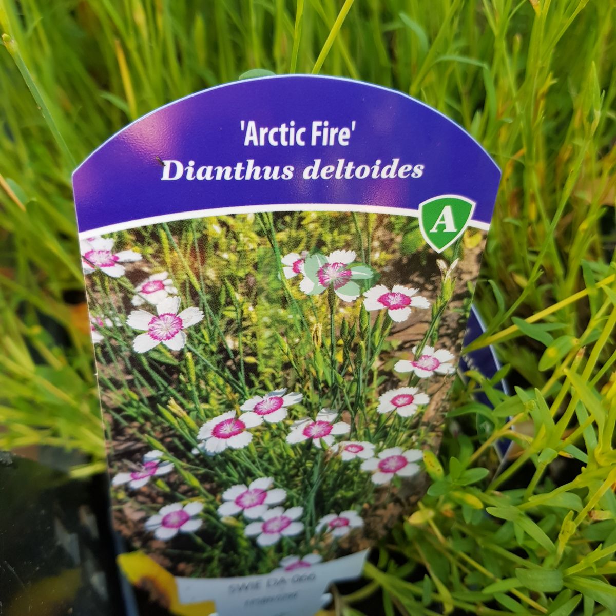 Dianthus deltoides `Arctic Fire` (Goździk kropkowany)