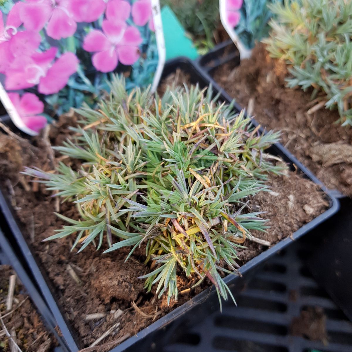 Dianthus gratianopolitanus `Konstancja` (Goździk siny)