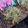 Dianthus gratianopolitanus `Konstancja` (Goździk siny)