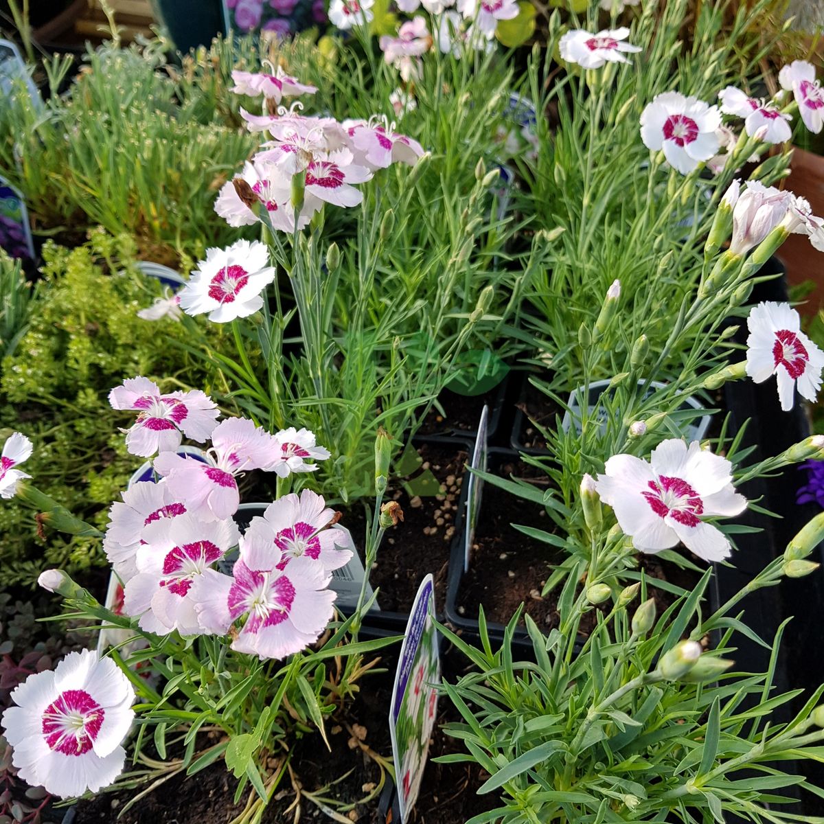 Dianthus plumarius `Dixie White Red Bicolor` (Goździk postrzępiony)